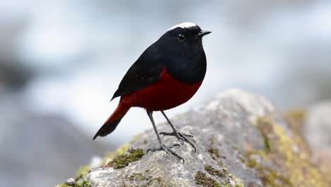 El-Colirrojo-De-Cabeza-Blanca-Es-Conocido-Por-Su-Hermosa-Corona-Blanca,-Alas-De-Color-Azul-Oscuro-Negruzco-Y-Marrón-Debajo-De-Las-Plumas-Y-Su-Cola-Comienza-Con-Rojo