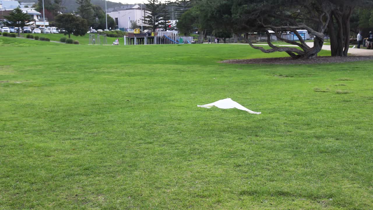 카카투가 초록색 공원 위를 날아다닙니다.