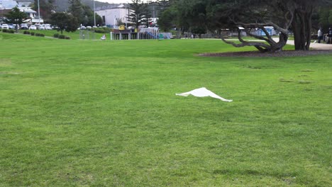 una cacatúa vuela sobre un parque verde
