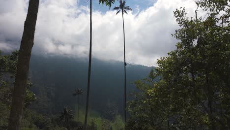 POV-shot-in-front-of-Quindío-wax-palms-in-the-Cocora-Valley,-Colombia