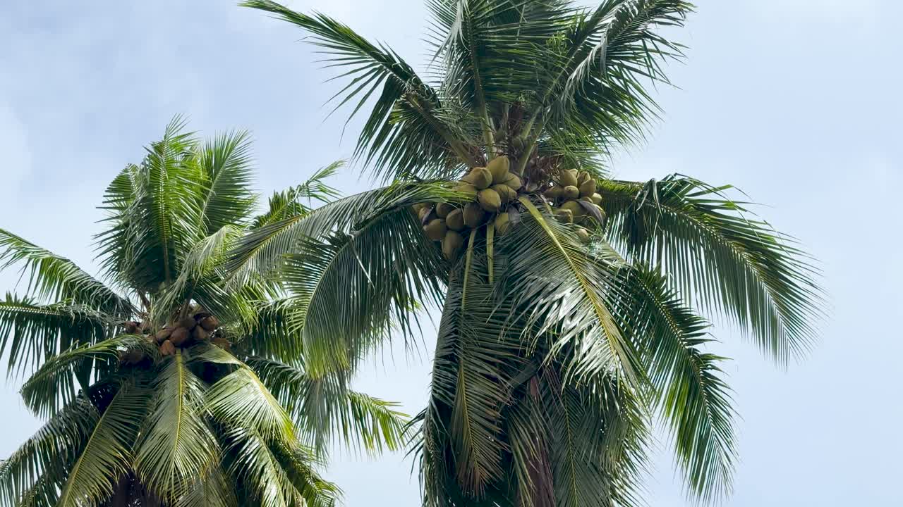 Low angle shot of lush coconut palms with yellow fruit swaying in the tropical breeze