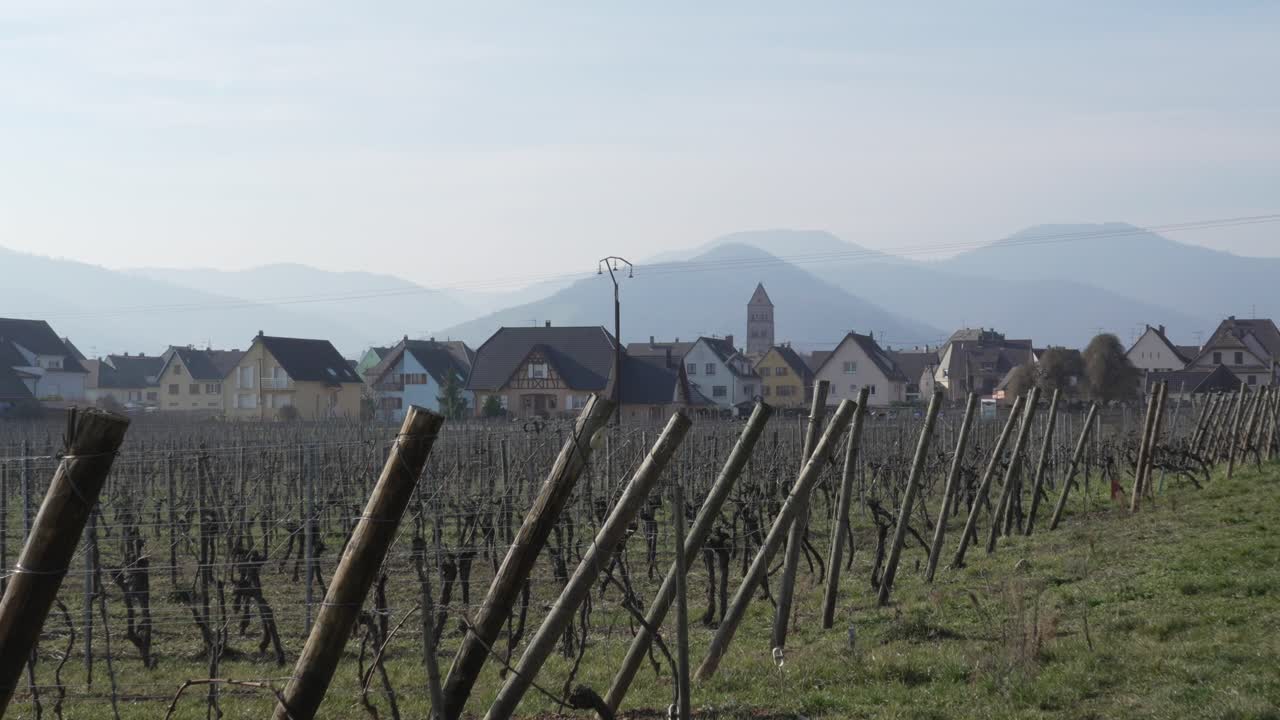 Vigneto fuori dal villaggio francese di Kaysersberg, vicino al confine tedesco, con paesaggio montano sullo sfondo
