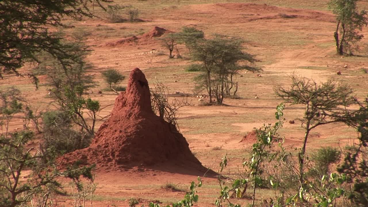Large red termite mound rises from the semi-arid savanna on Ethiopia’s Borana Plateau, surrounded by scattered acacia trees, dry tracks, and patches of grass under afternoon light