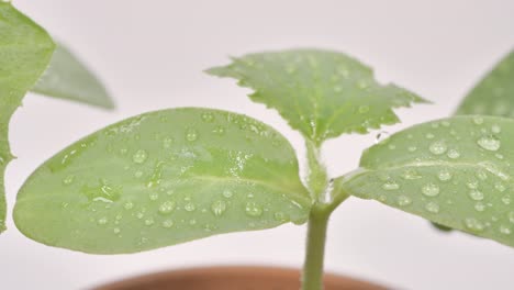 Plántulas-De-Pepino-Con-Gotas-De-Agua-Sobre-Las-Hojas-Sobre-Un-Fondo-Blanco