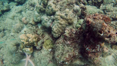 hermosa vida marina bajo el agua en el mar de andamán - toma de primer plano