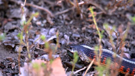 serpiente de liga que intenta tragar a su presa