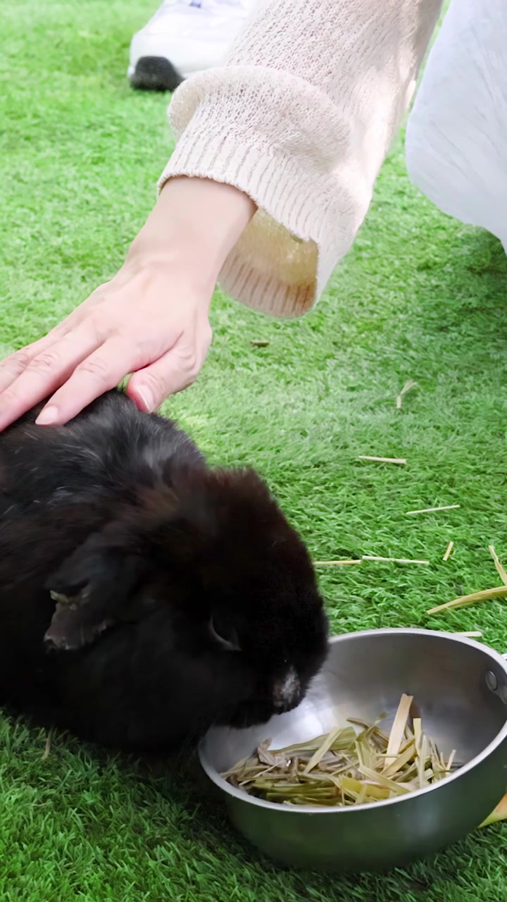 Eine Kinderhand streichelt sanft ein schwarzes Kaninchen, das Heu aus einer Schale auf Gras frisst.