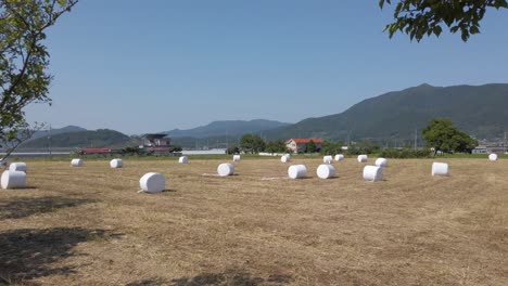cacerola lenta a través del campo de balas de heno de toneladas enrolladas en suncheon, corea del sur
