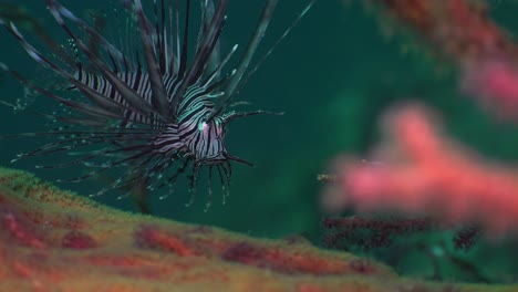 close up of a juvenile lionfish hiding between corals