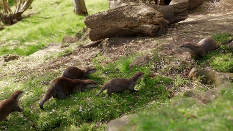 a small family group of asian small-clawed otters cautiously approach and sniff another otter at edinburgh zoo, scotland