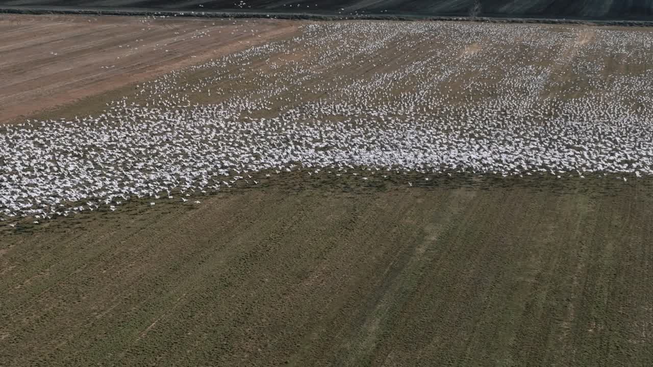 migración de aves - miles de aves migratorias que vuelan en los campos rurales en verano