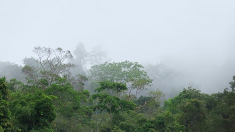 Grüne-Bäume-Im-Dschungel-Von-Thailand-Werden-Von-Nebel-Bedeckt,-Der-Vom-Wind-Geblasen-Wird,-Wodurch-Bäume-Sich-An-Einem-Regnerischen-Und-Bewölkten-Tag-Bewegen