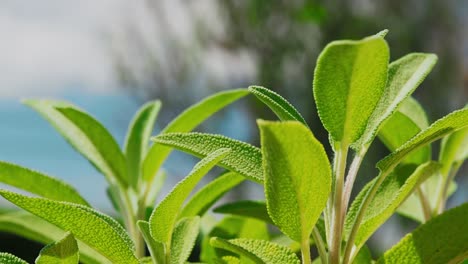 La-Planta-De-Salvia-Es-Una-Hierba-Maravillosa-Para-El-Té-Y-Para-Uso-Médico