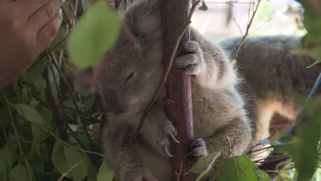 Bebé-Koala-En-El-Hábitat-De-Rescate-Siendo-Perturbado-Por-El-Controlador