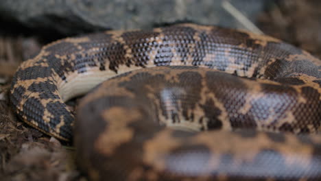 rack focus across a kenyan sand boa