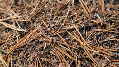 Krabbelnde-Ameisen-Auf-Dem-Waldboden,-Ameisenhaufen-Im-Küstenkiefernwald-Im-Herbst,-Geringe-Schärfentiefe,-Handgehaltene-Nahaufnahme