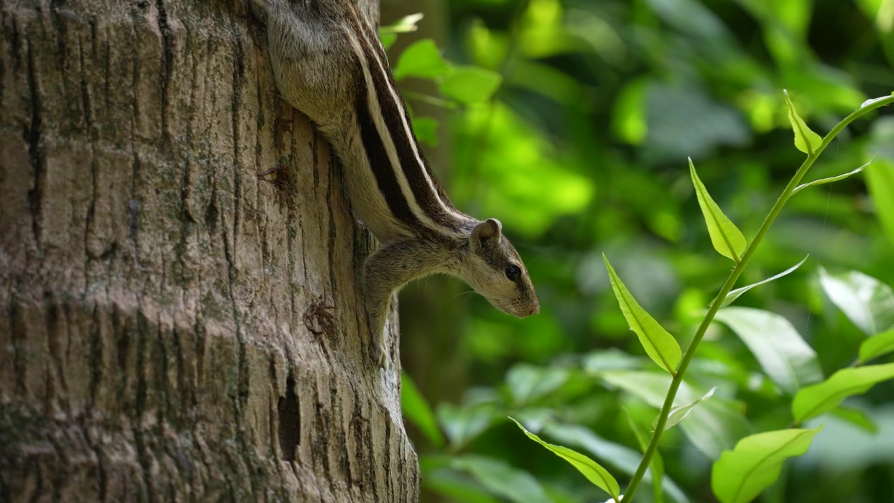 The squirrel is sitting on the tree.