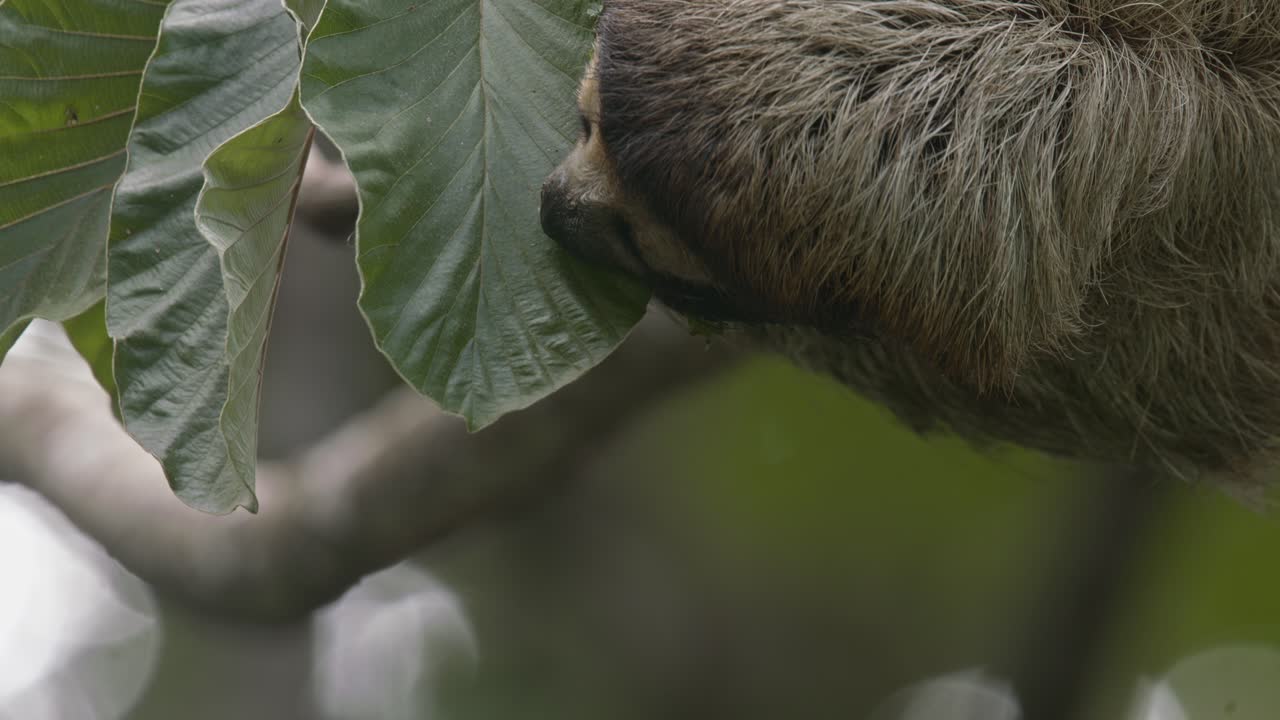 colgando al revés en los árboles un perezoso hambriento se alimenta de jugosas y ricas hojas de cecropia