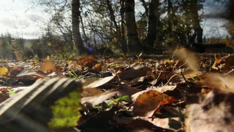 autumn-leaves-blowing-across-forest-floor---alder-and-birch