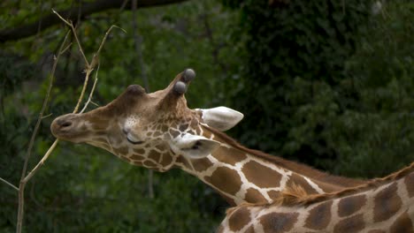una jirafa usa su largo cuello para alimentar las últimas hojas de una rama en lo alto del cielo