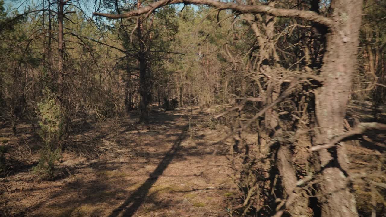 vista en primera persona para un paseo por un bosque