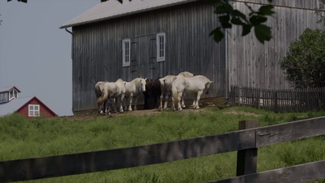 Beautiful horses standing next to a barn.