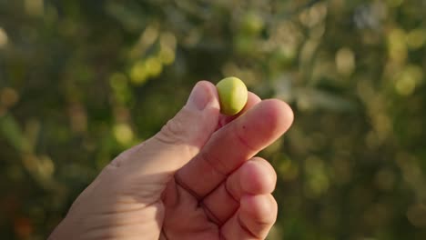 picking and testing olives for olive harvesting for making extra virgin olive oil