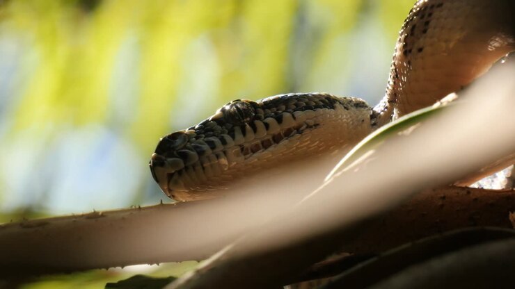 Slang reptiel diamantpython in boom