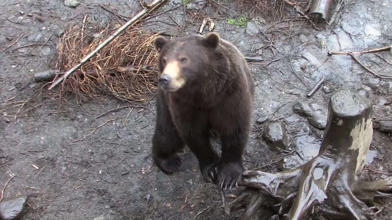 Orso nero appoggiato al tronco di un albero morto
