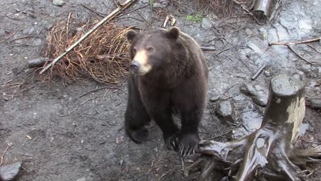 Black-bear-leaning-against-the-trunk-of-a-dead-tree