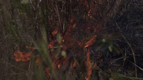wildfires in the amazon rainforest are caused by drought, climate change and deforestation
