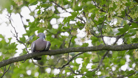 wood pigeon resting perched in a sycamore tree, video footage shot on a summers day in the uk