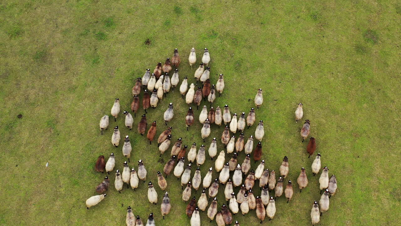 Aerial view of herding sheep in a green valley. Domestic animals feeding in a field. Video from a top.