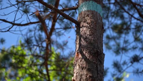 dry pine branch cut of by small hiking axe and flying through the air in slow motion - summer morning in nature with blue sky shallow depth background