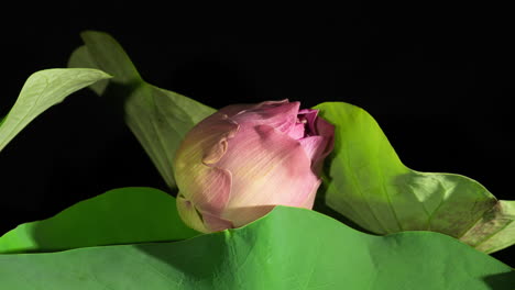 lotus flower blossom top view exposing seed pods