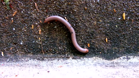 millipede crawling close-up on concrete wall in rain forest, thailand, uhd 4k video with copy space