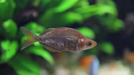 el pez arco iris rojo (glossolepis incisus), es una especie de pez de la familia melanotaeniidae.