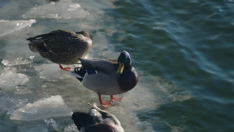 Mallard-Ducks-Preening-Feathers-On-Edge-Of-Ice-With-Wavy-Water