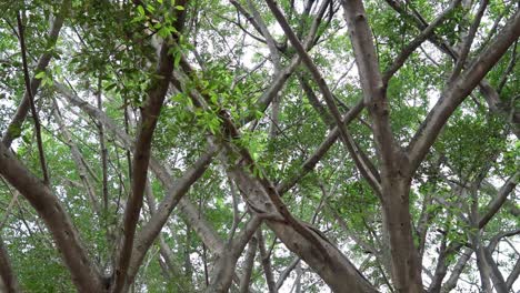 un árbol grande con ramas entrelazadas