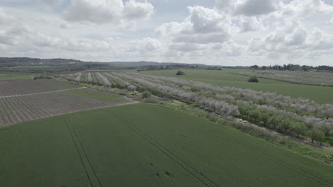 huge-parallax-over-a-huge-flat-area-with-blooming-almond-trees-and-visitors-came-to-sit-under-the-blossoms,-a-cloudy-spring-day-with-vibrant-colors