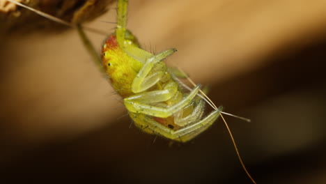 Cucumber-green-spider-hanging-on-thread-in-nature