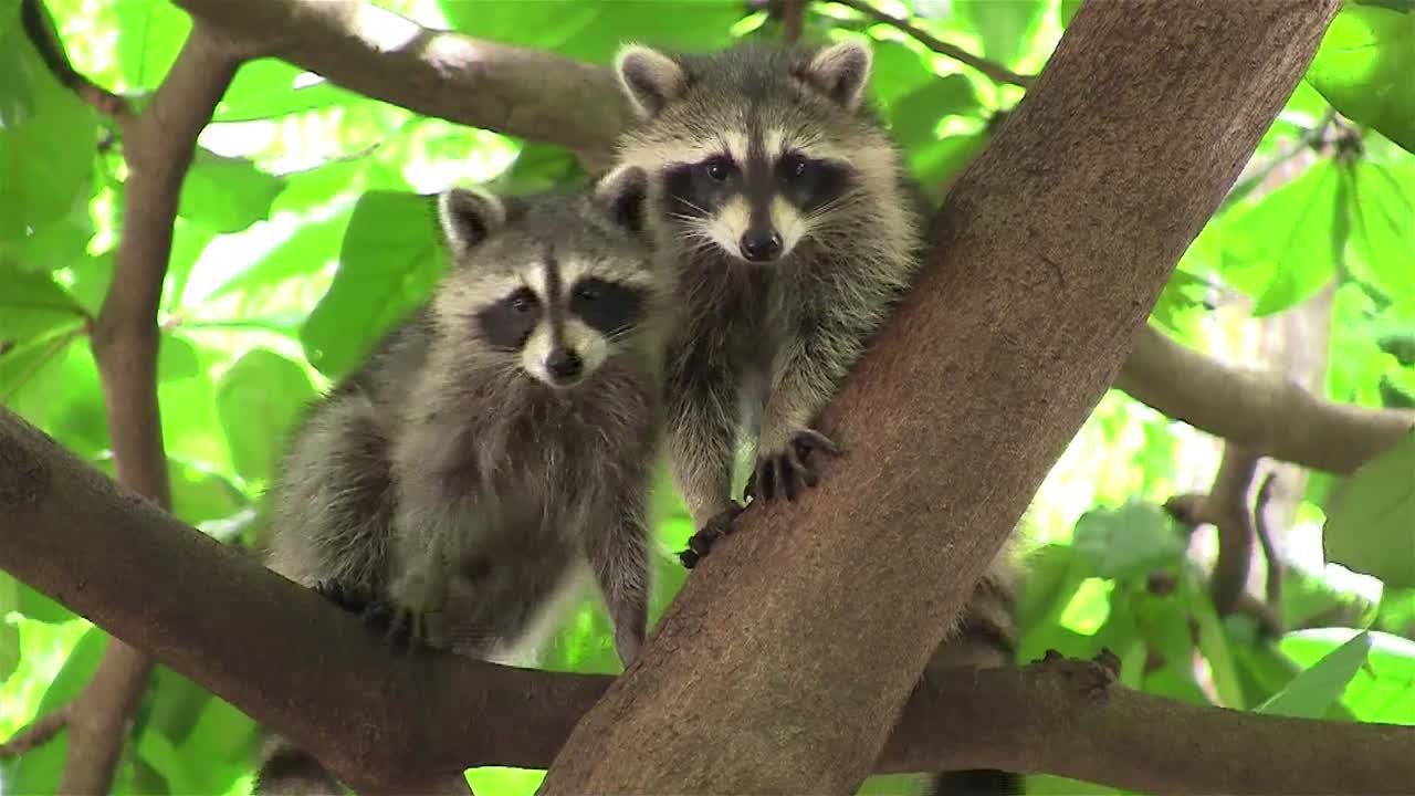 dos mapaches adoptan una linda pose en un árbol