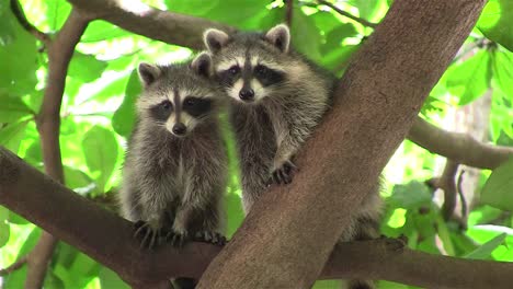 Zwei-Waschbären-Nehmen-Eine-Süße-Pose-In-Einem-Baum-Ein