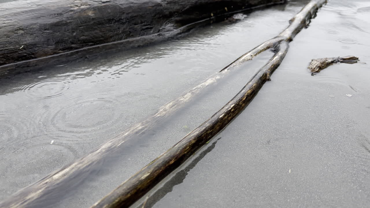 월렌시 호수의 평화로운 해안 근처의 날씨에 부 ⁇ 힌 나무 줄기, 가지, 나 ⁇ 가지