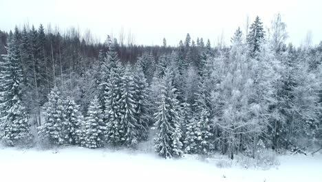 wonderful winter landscape woods forest snowy trees dense forest, aerial by drone