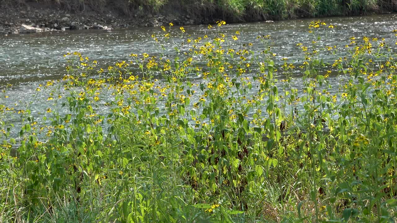 여름 패닝 샷 4k에 흐르는 강 옆에 있는 노란색 야생화