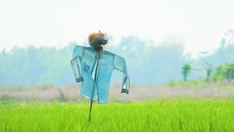 De-Cerca,-Espantapájaros-En-Un-Campo-De-Hierba-En-Una-Mañana-Nublada