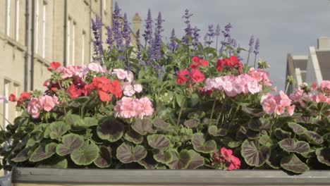 pink and red geraniums displayed in town centre