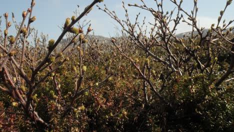 Tundra-Artica.-Abedul-Retorcido-Enano-ártico-Betula-Nana,-El-Abedul-Enano,-Es-Una-Especie-De-Abedul-De-La-Familia-Betulaceae,-Que-Se-Encuentra-Principalmente-En-La-Tundra-De-La-Región-ártica.