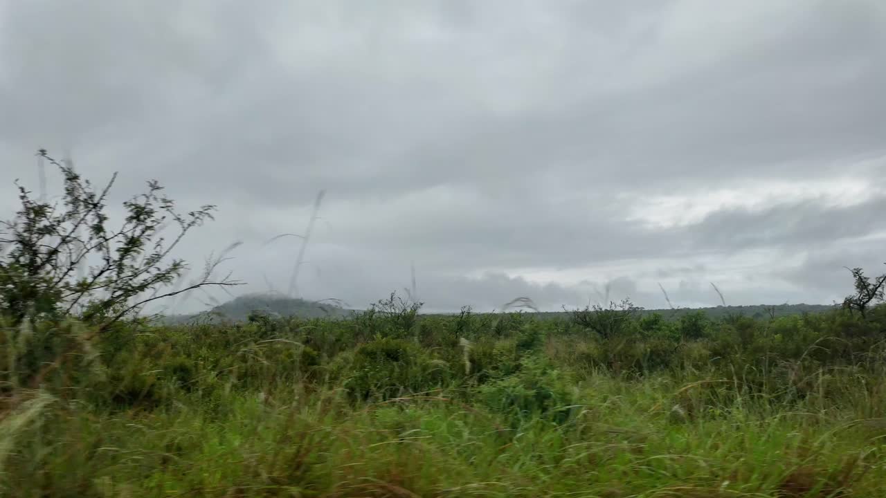 conduciendo en cámara lenta en la reserva natural africana en un día lluvioso y nublado